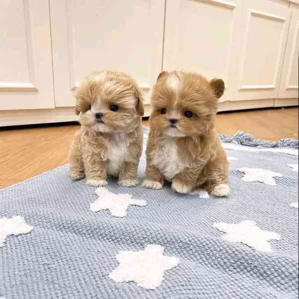 Nádherná štěňátka Maltipoo pro nový domov - foto 1