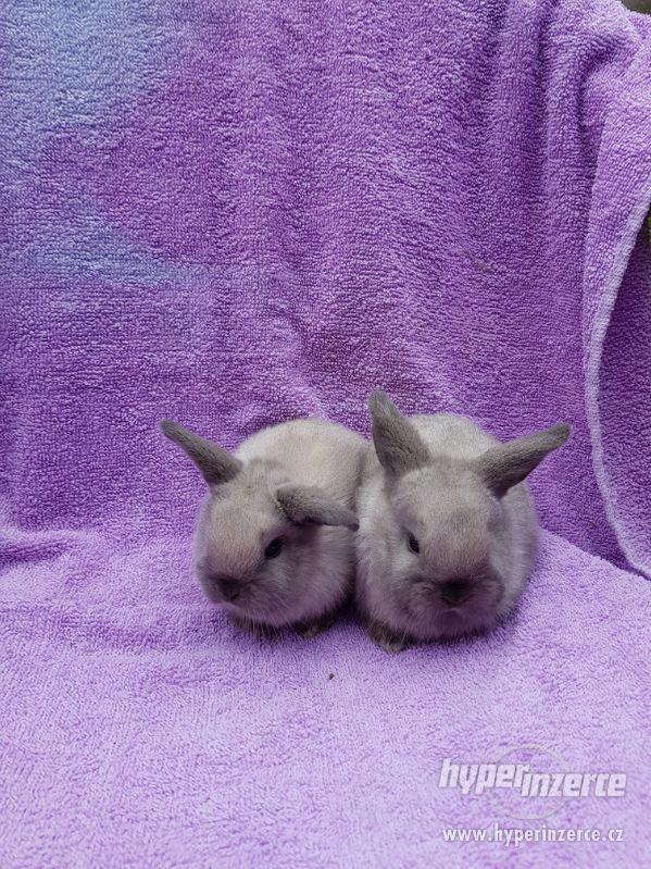 Nádherná miminka zakrslých králíčků - foto 1