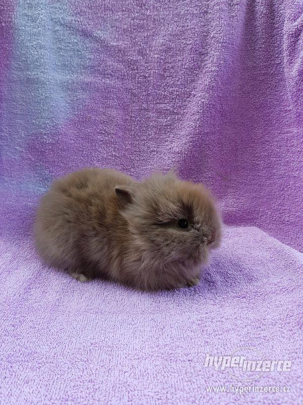 Nádherná miminka zakrslých králíčků - foto 3