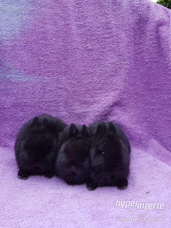 Nádherná miminka zakrslých králíčků - foto 4