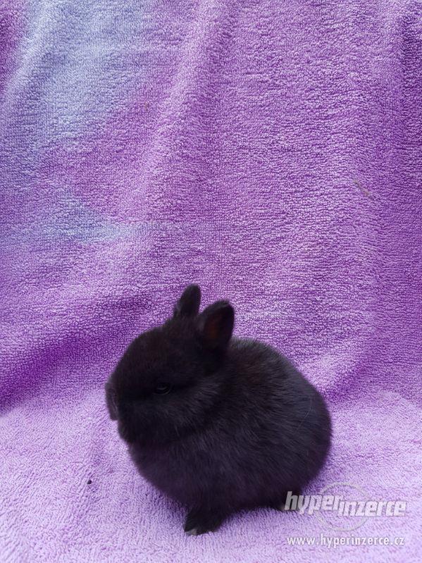 Nádherná miminka zakrslých králíčků - foto 5