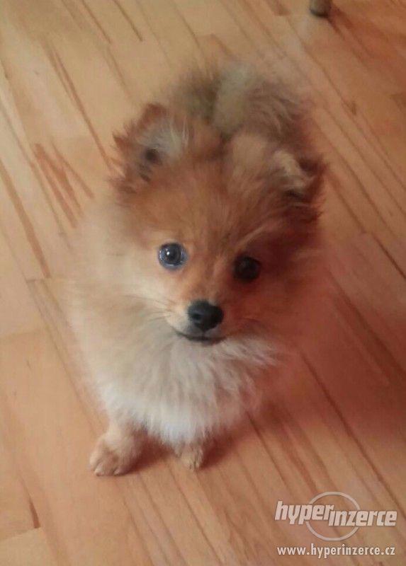 Prodám štěně Pomeranian špic - foto 1