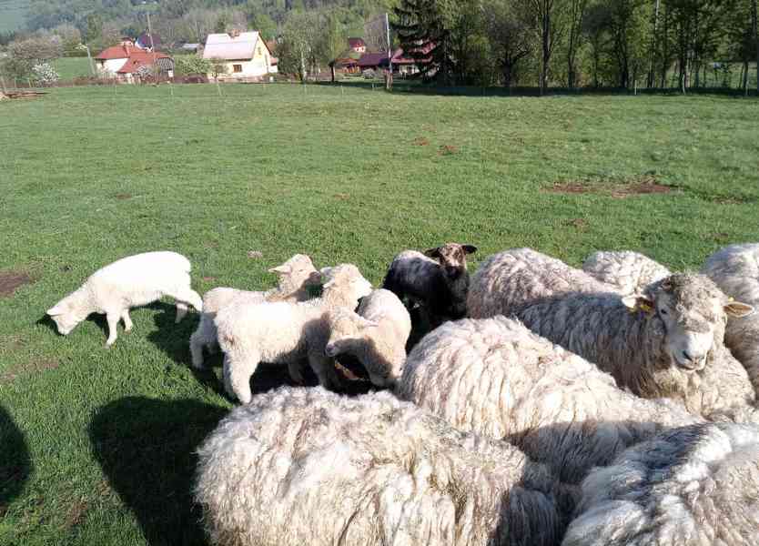 Jehňata masného plemene (Romney) - foto 2