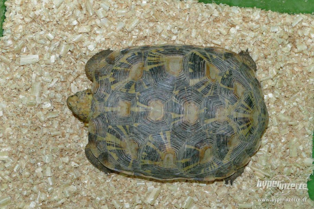 Prodám dvě dospělé samice želvy skalní - foto 1