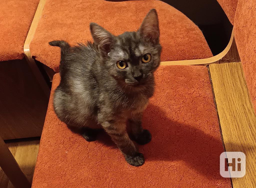 Cassie je asi 4,5 měsíce staré kotě. - foto 1