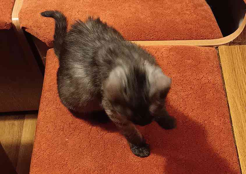 Cassie je asi 4,5 měsíce staré kotě. - foto 5