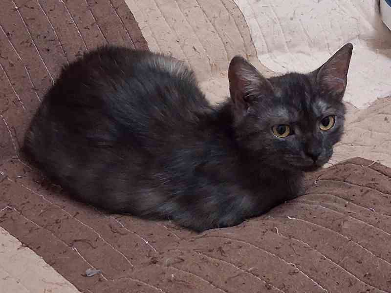 Cassie je asi 4,5 měsíce staré kotě. - foto 3