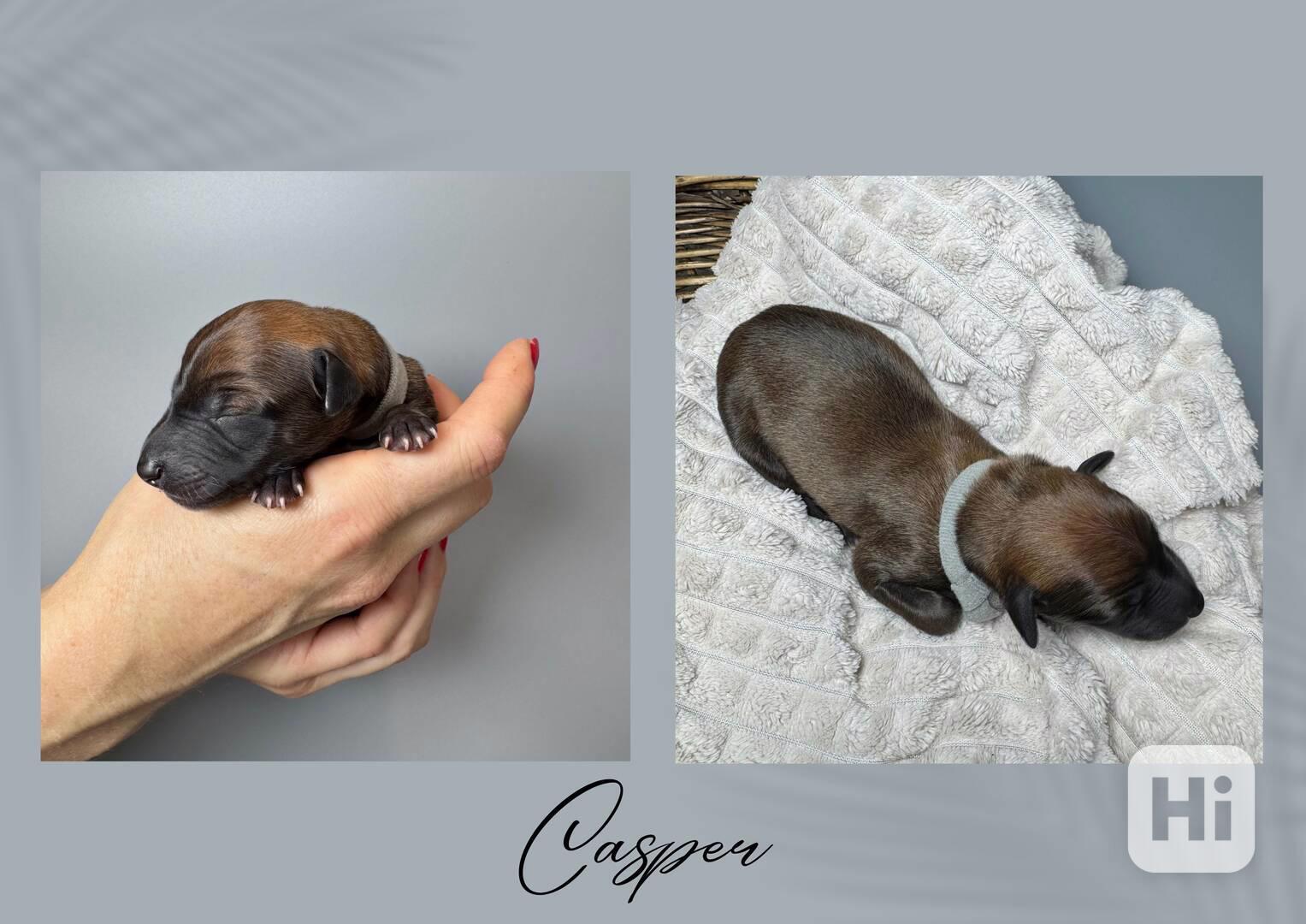 Štěňe vipet/whippet/chrt s PP - foto 1