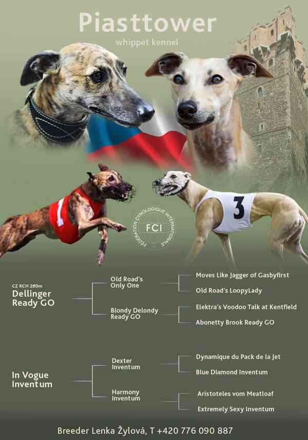 Štěňe vipet/whippet/chrt s PP - foto 6
