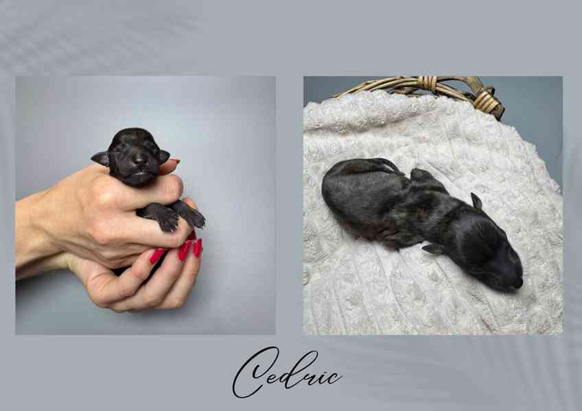 Štěňe vipet/whippet/chrt s PP - foto 3
