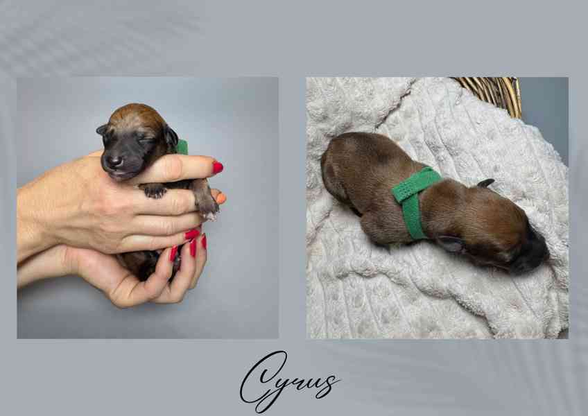 Štěňe vipet/whippet/chrt s PP - foto 2
