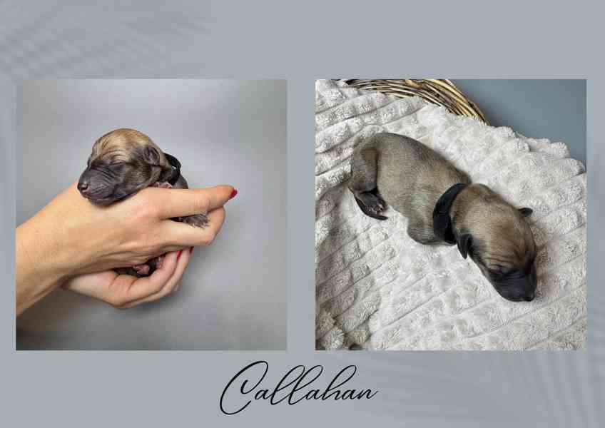 Štěňe vipet/whippet/chrt s PP - foto 5