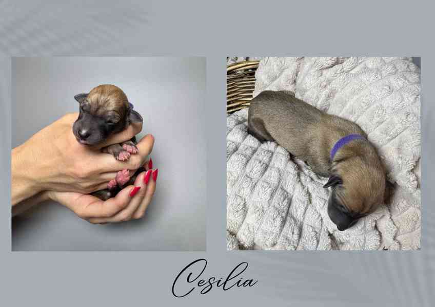 Štěňe vipet/whippet/chrt s PP - foto 4