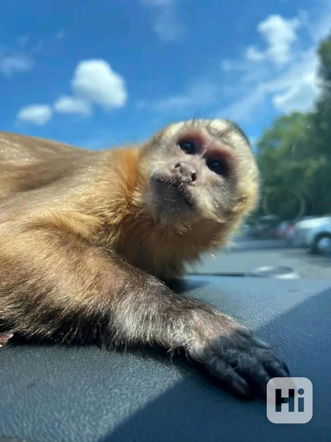  Svůdné kapucínky k odběru nového domova  - foto 1