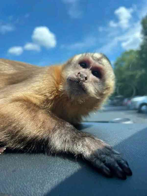  Svůdné kapucínky k odběru nového domova 