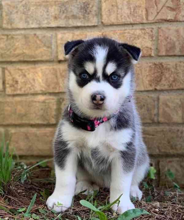 Seversti Psi Hyperinzerce Cz