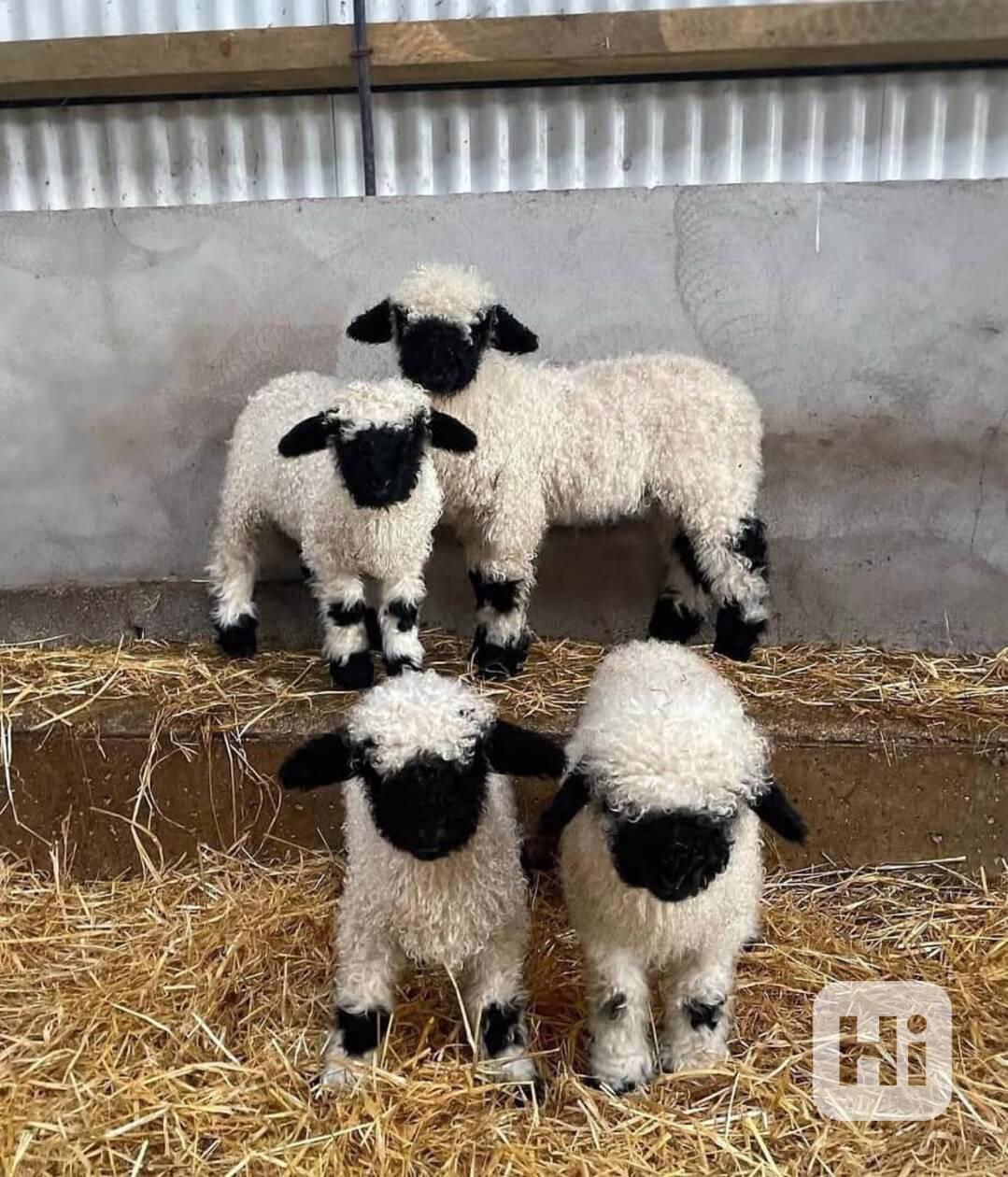 čtyři x Valais Blacknose - foto 1