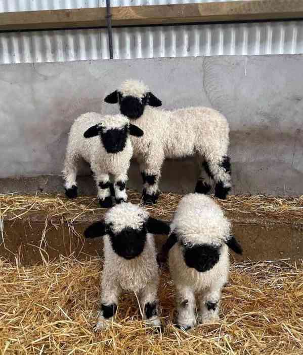 čtyři x Valais Blacknose - foto 2