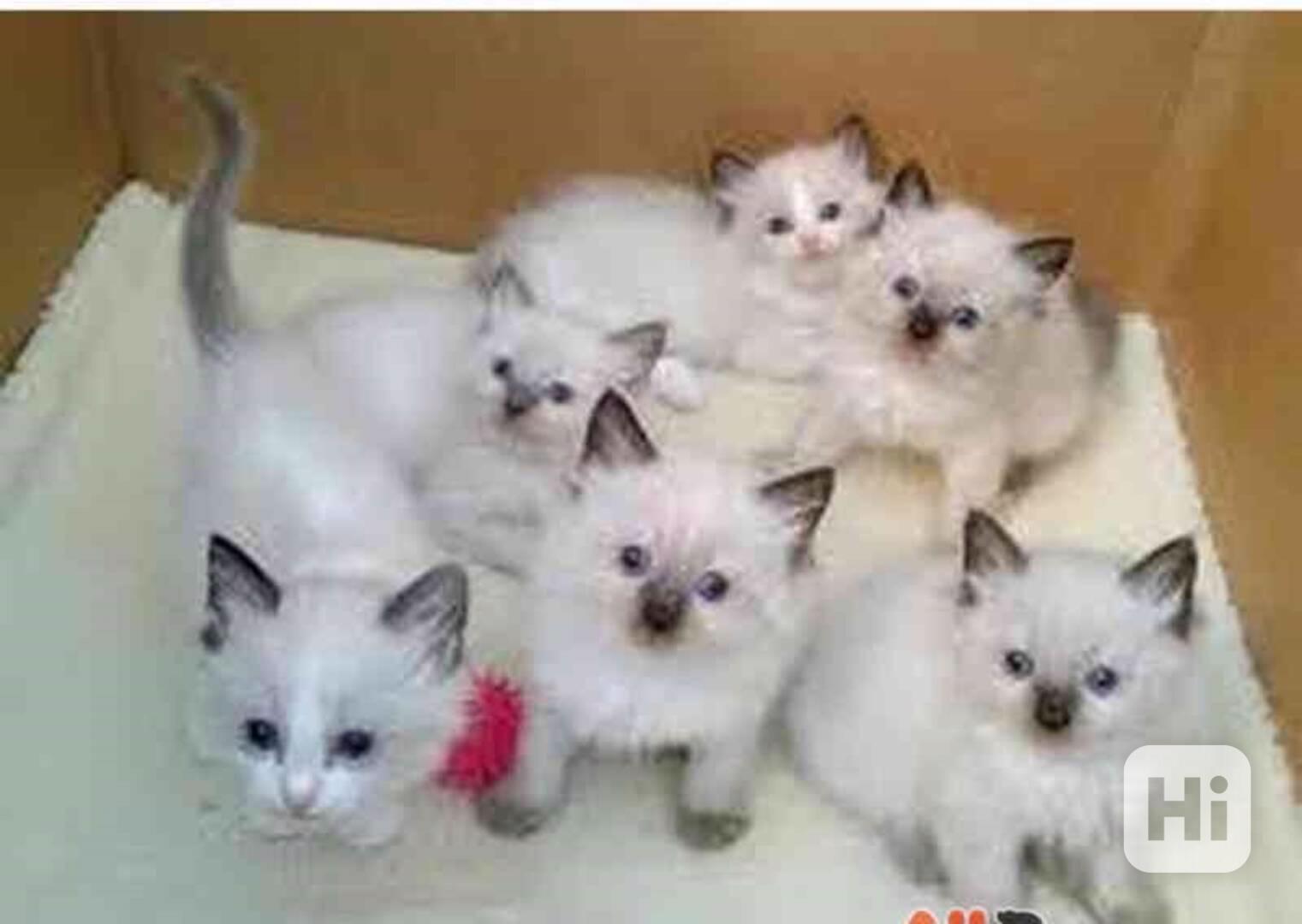 Koťata plemene Ragdoll na prodej - foto 1