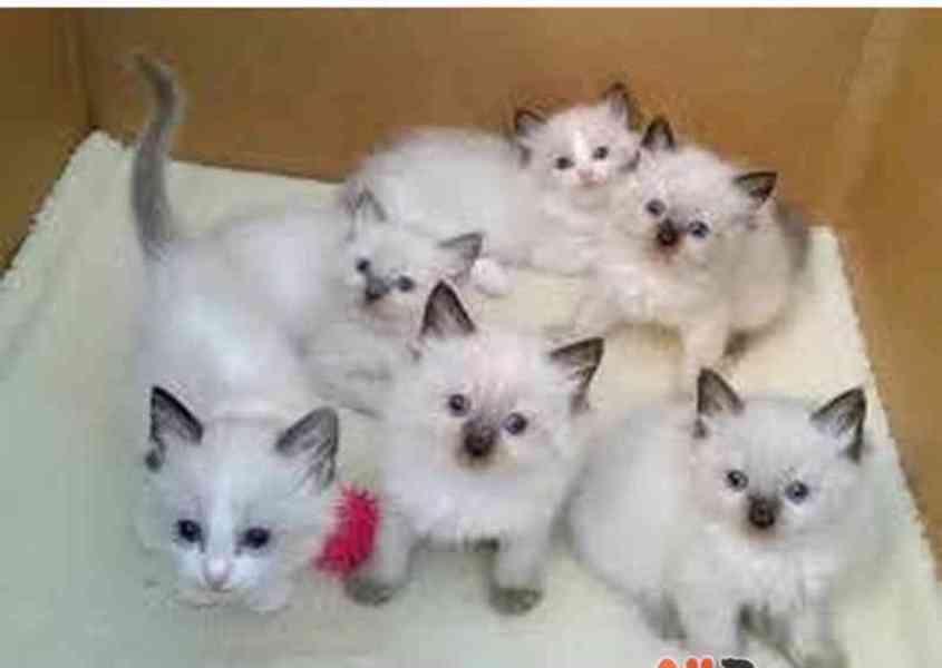 Koťata plemene Ragdoll na prodej - foto 1