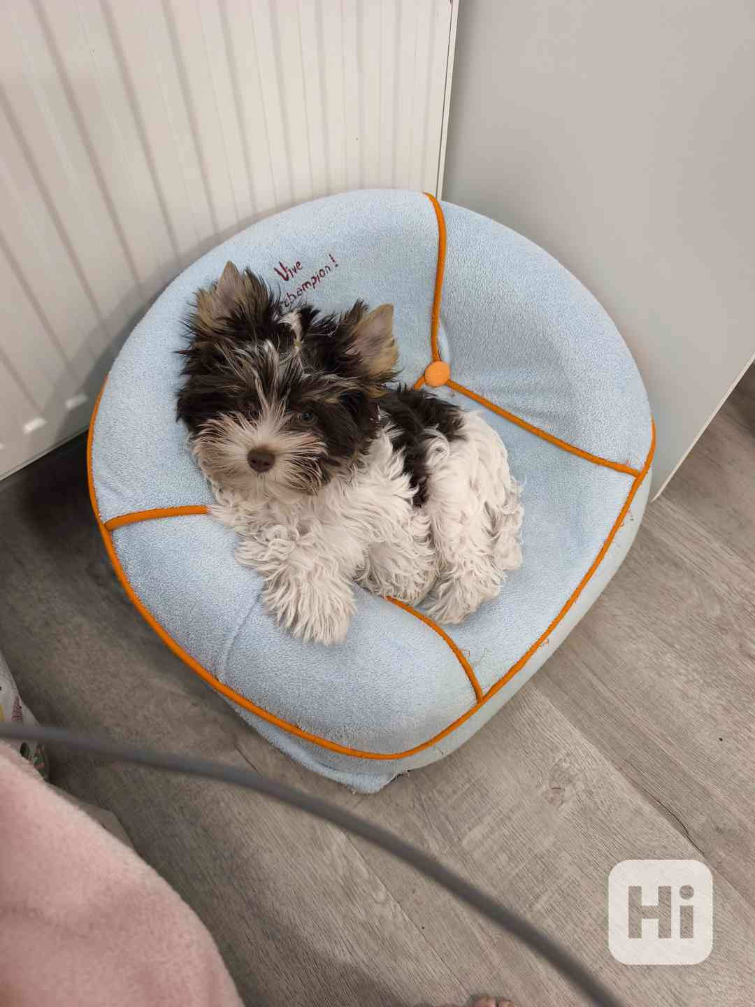 Jorkšírský teriér Biro s PP ihned k odběru  - foto 1