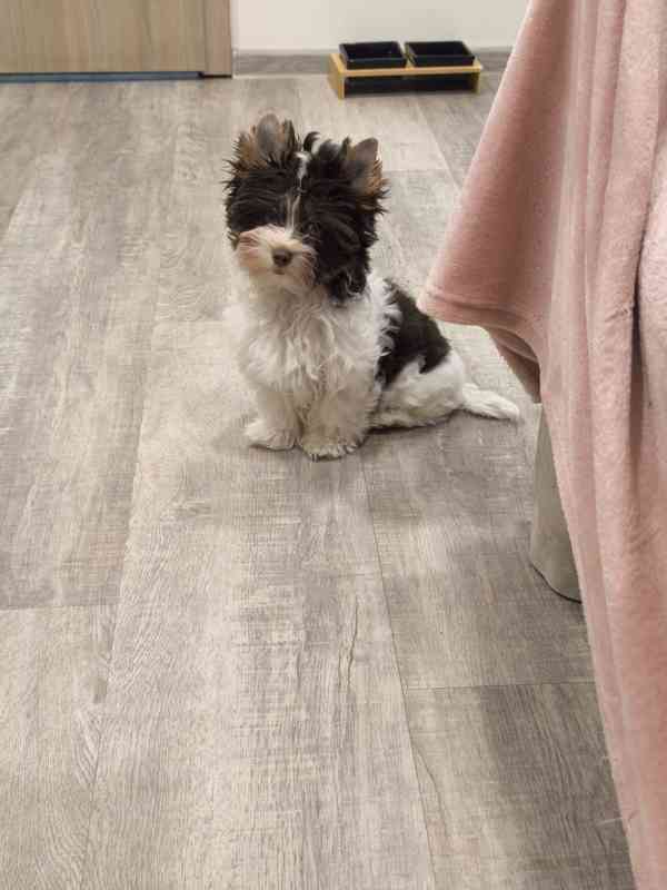 Jorkšírský teriér Biro s PP ihned k odběru  - foto 2