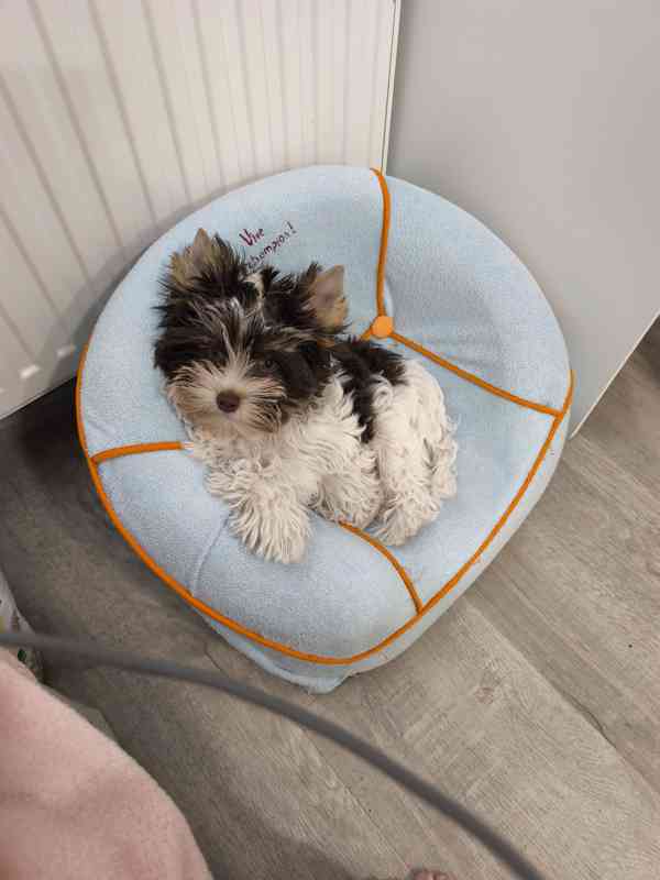 Jorkšírský teriér Biro s PP ihned k odběru  - foto 1