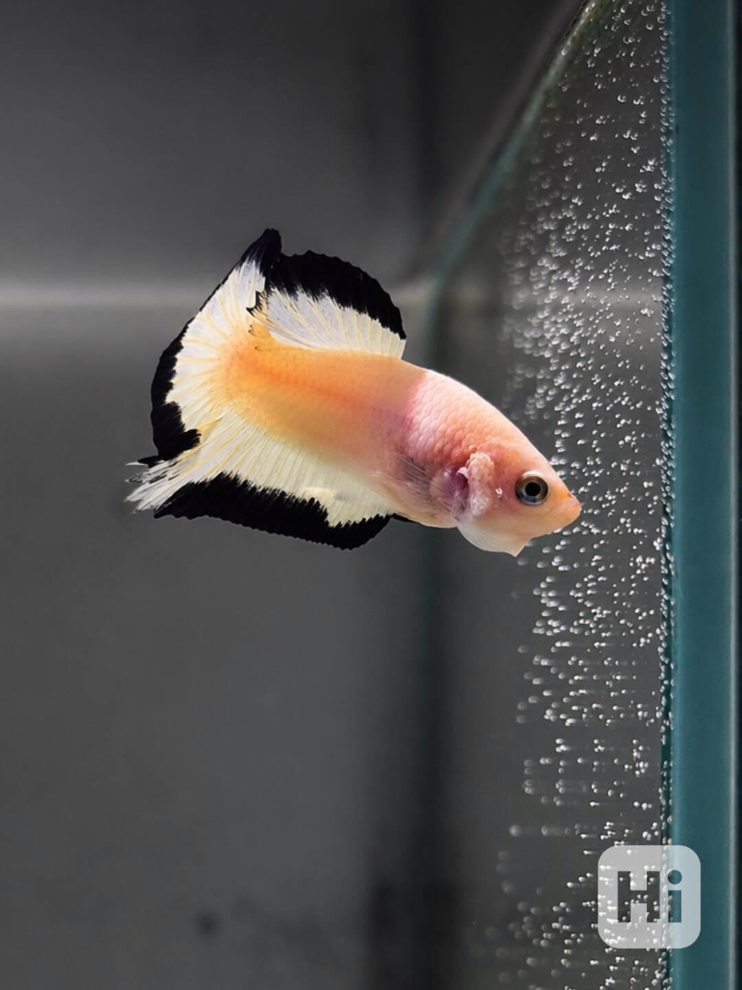 Betta (Hmpk Blue Rim, Marble, Marble dot) - foto 1