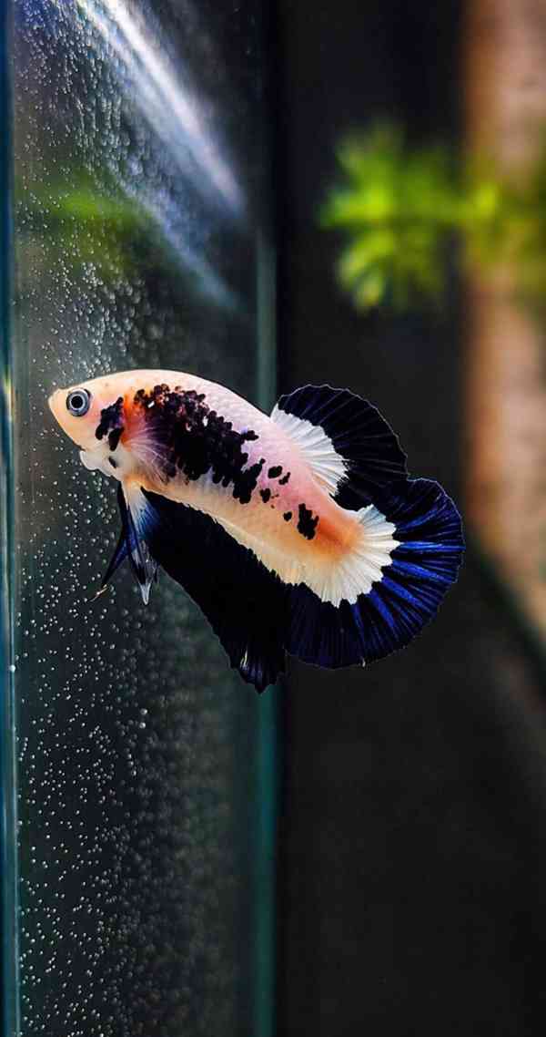 Betta (Hmpk Blue Rim, Marble, Marble dot) - foto 3