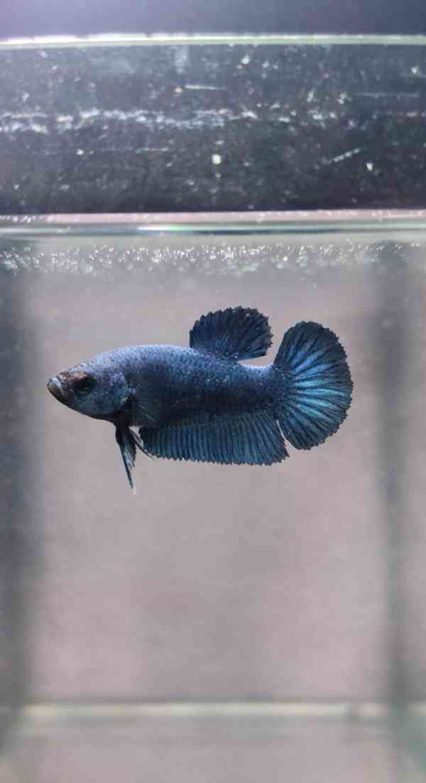 Betta (Hmpk Blue Rim, Marble, Marble dot) - foto 5