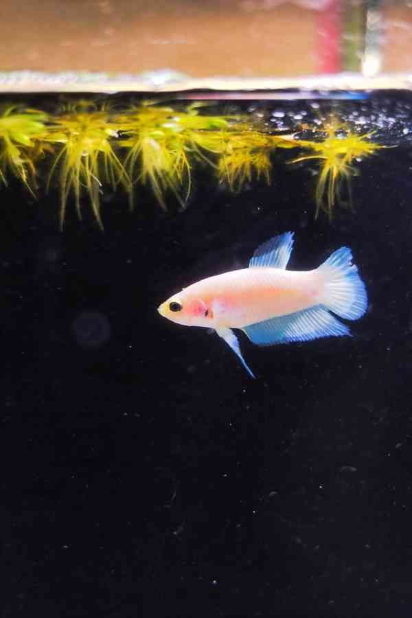 Betta (Hmpk Blue Rim, Marble, Marble dot) - foto 8