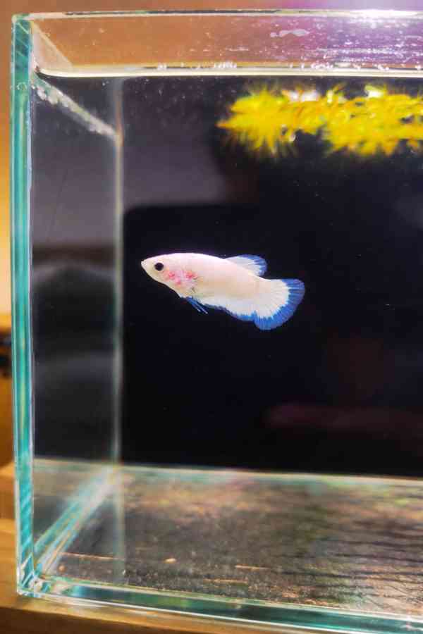 Betta (Hmpk Blue Rim, Marble, Marble dot) - foto 7