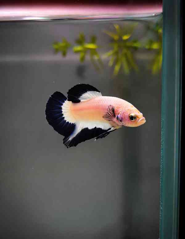 Betta (Hmpk Blue Rim, Marble, Marble dot) - foto 4