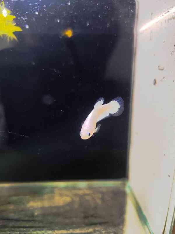 Betta (Hmpk Blue Rim, Marble, Marble dot) - foto 6