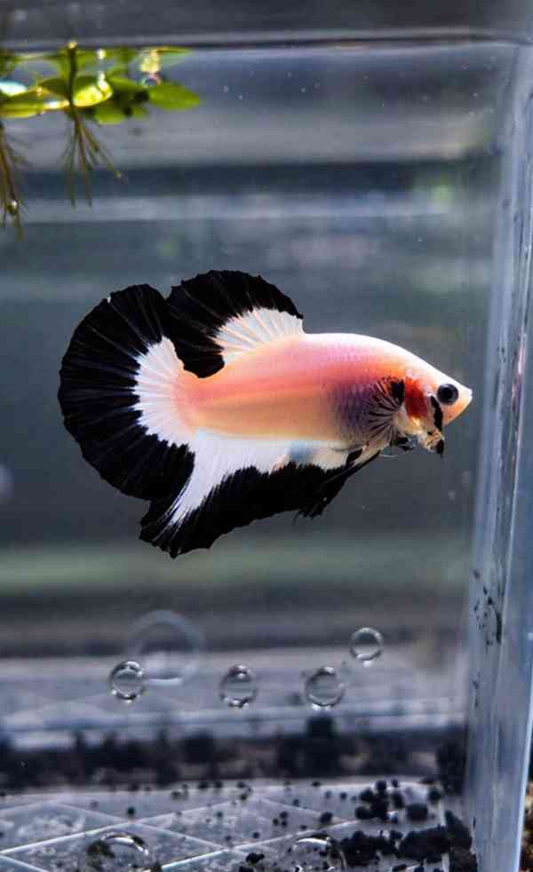 Betta (Hmpk Blue Rim, Marble, Marble dot) - foto 2
