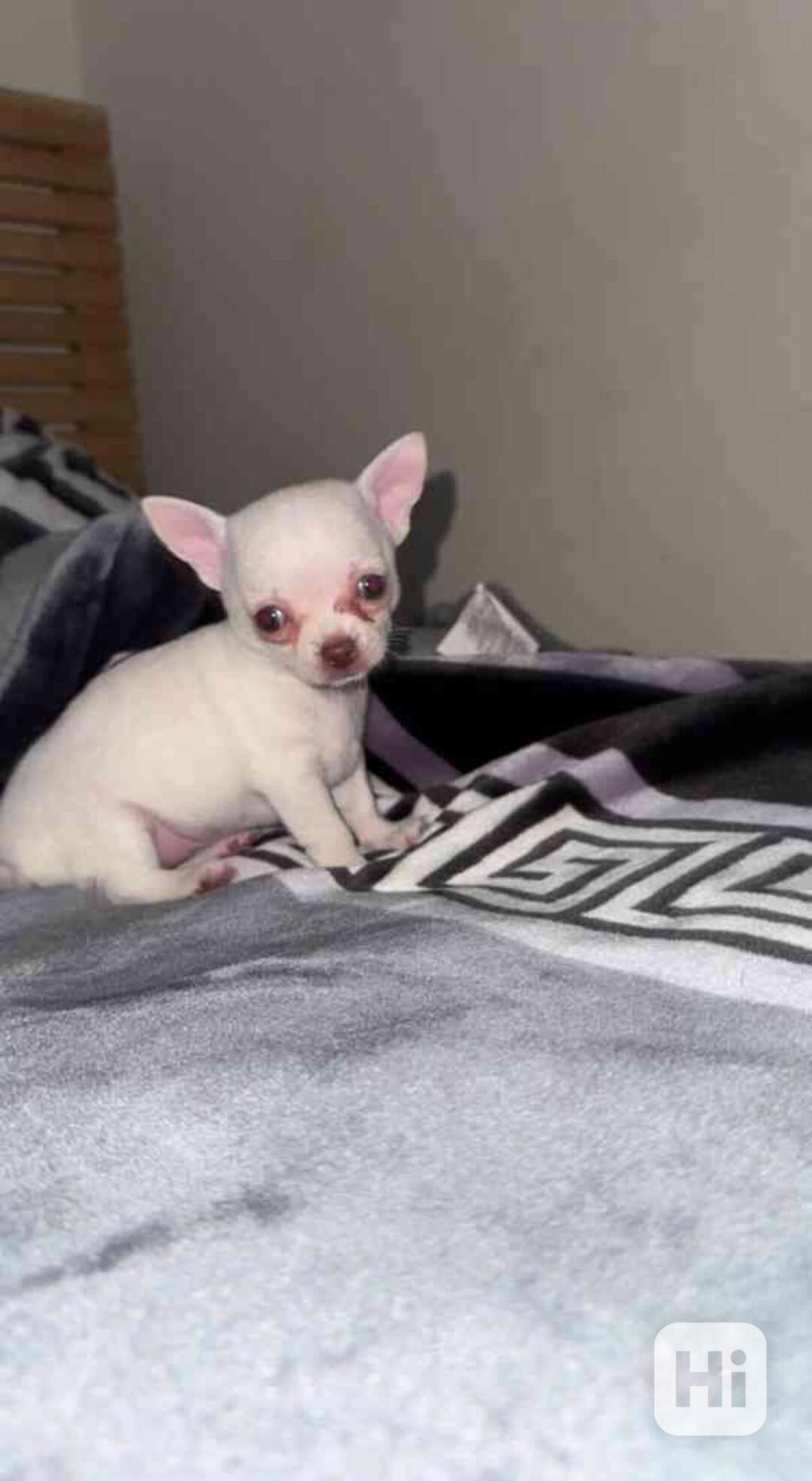 Štěňata čivav k adopci - foto 1