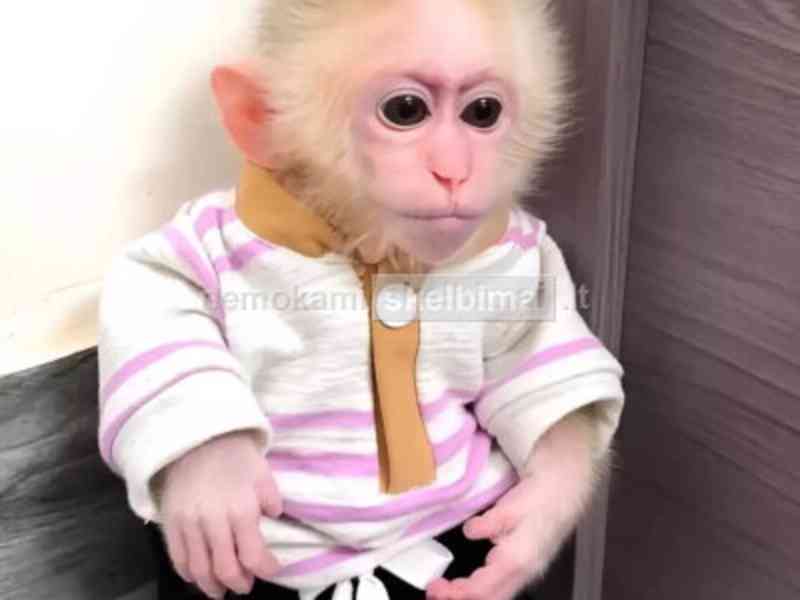 Inteligentní kapucínské opice k adopci - foto 1