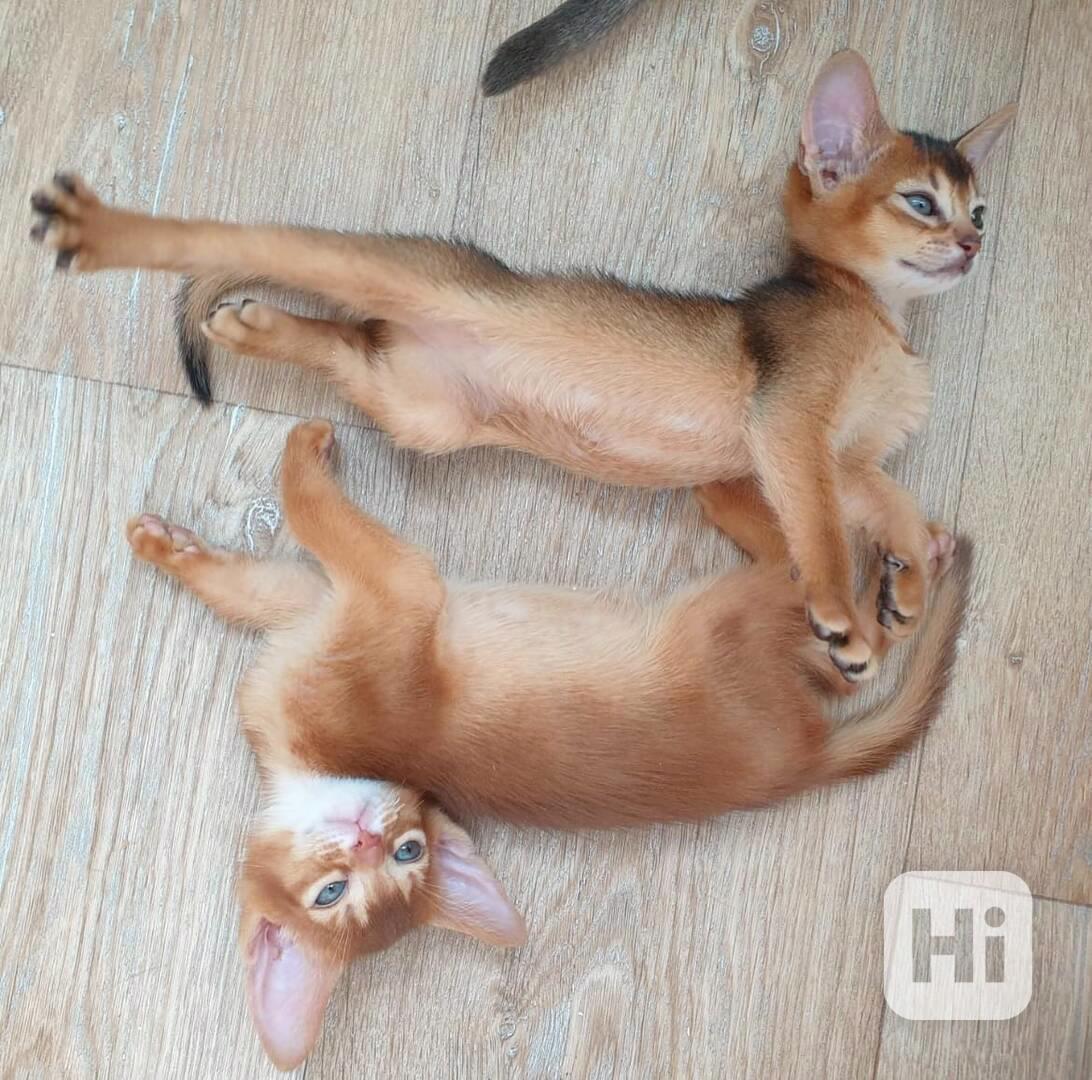 Tato dokonale úchvatná koťata plemene Chausie – kluci i holč - foto 1