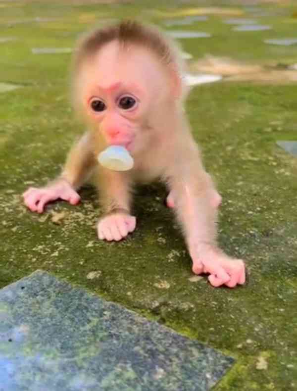 Domácí cvičené kapucínské opice k prodeji a adopci - foto 1