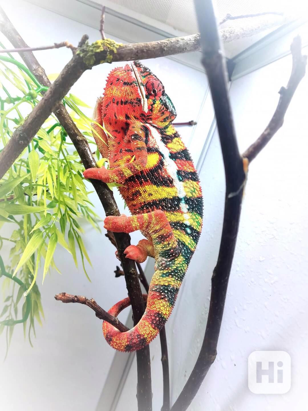 Chameleon pardálí - foto 1
