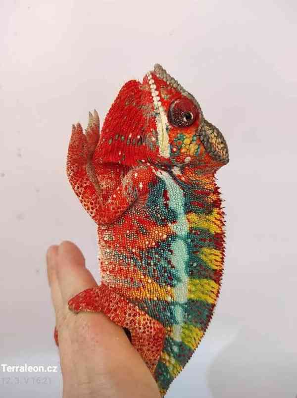 Chameleon pardálí - foto 8