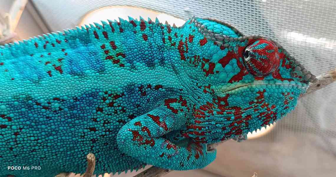 Chameleon pardálí - foto 6