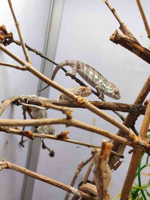 Chameleon pardálí - foto 9
