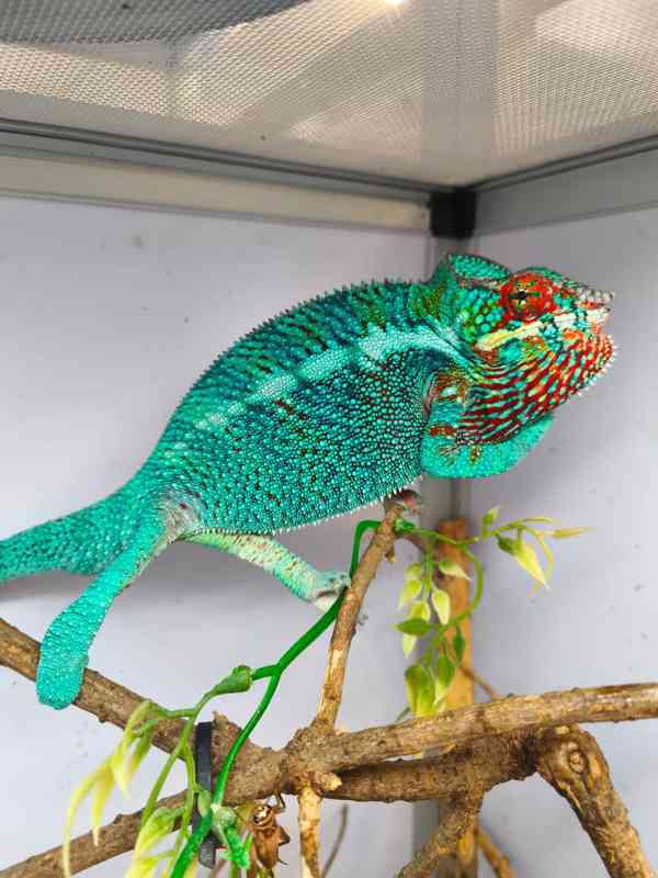 Chameleon pardálí - foto 5