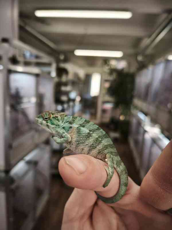 Chameleon pardálí - foto 12