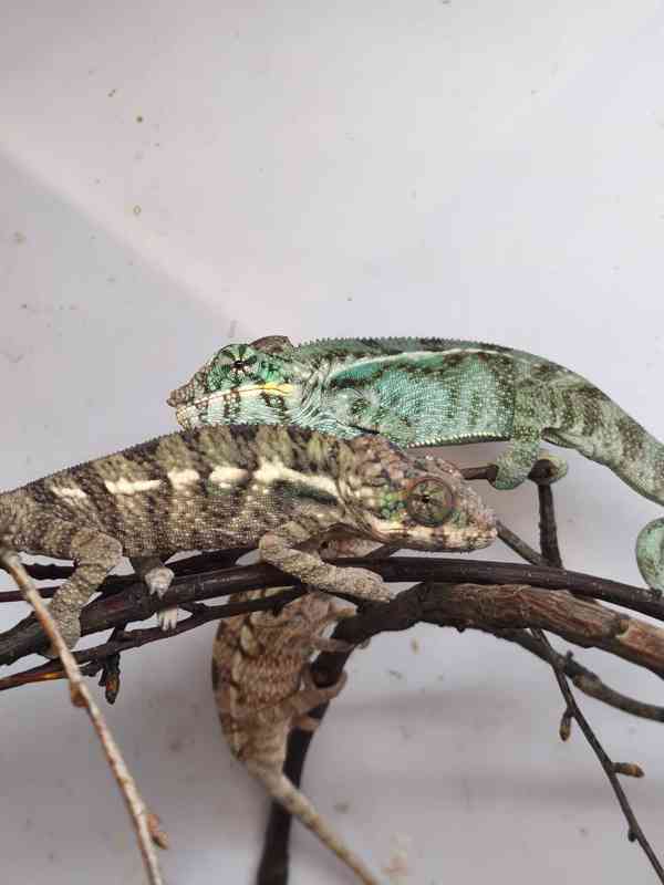 Chameleon pardálí - foto 13