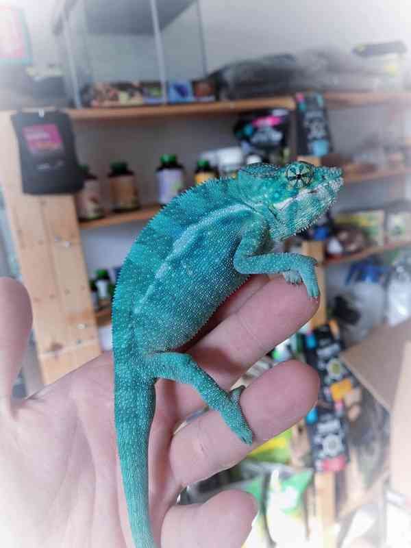 Chameleon pardálí - foto 3