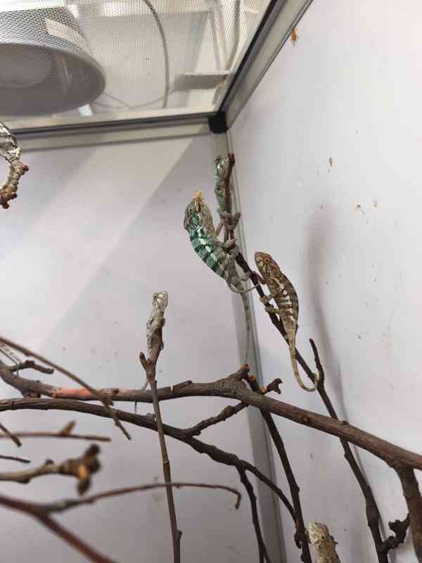 Chameleon pardálí - foto 10