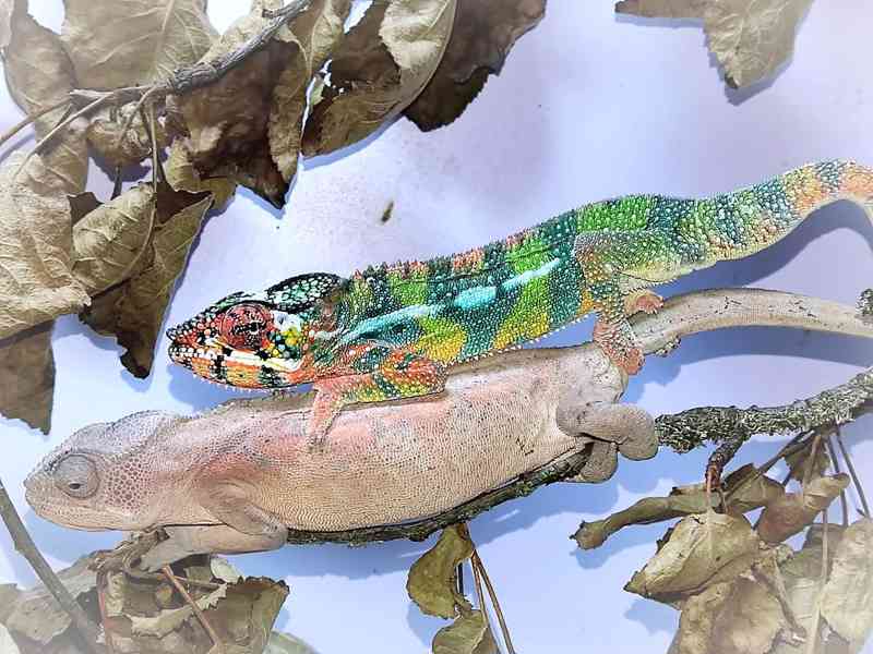 Chameleon pardálí - foto 2