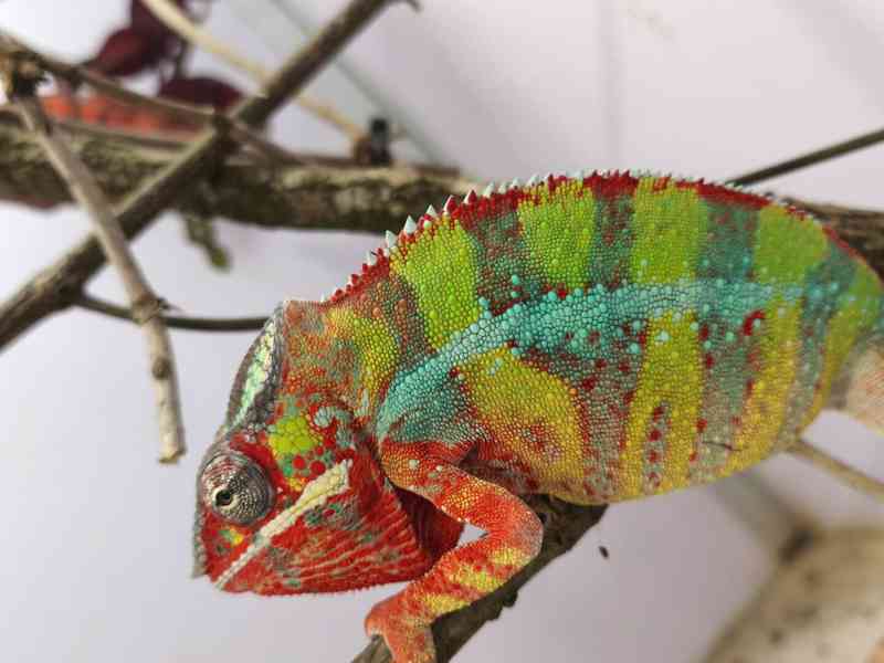 Chameleon pardálí - foto 4